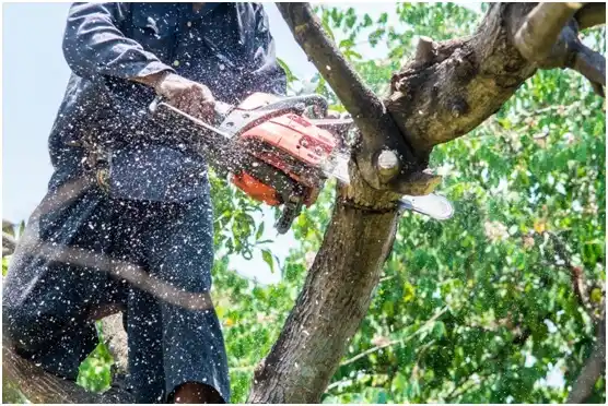 tree services Bruin